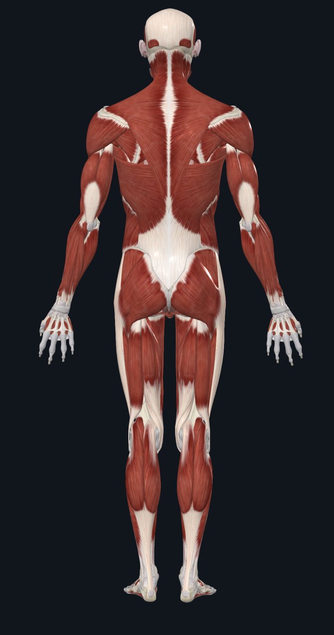 Anatomical model of the body, back view