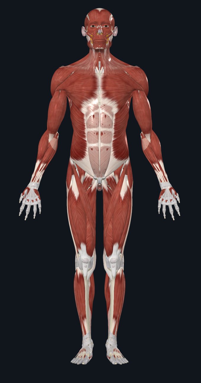 Anatomical model of the body, front view